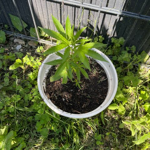 Special Queen clone growlog timeline photo
