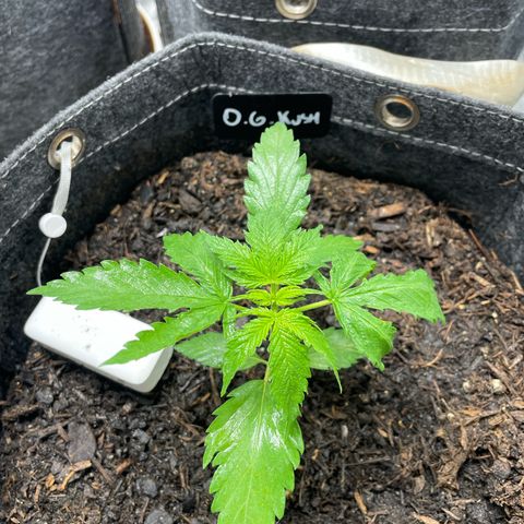 OG Kush growlog timeline photo