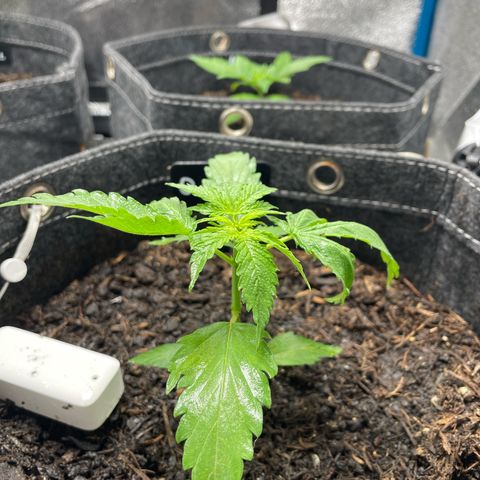 OG Kush growlog timeline photo