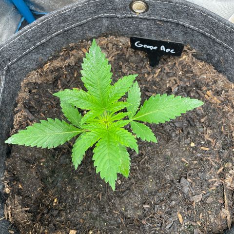 Grape Ape growlog timeline photo