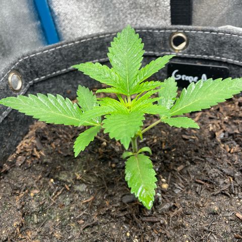Grape Ape growlog timeline photo