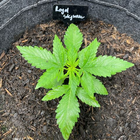 Royal Skywalker growlog timeline photo