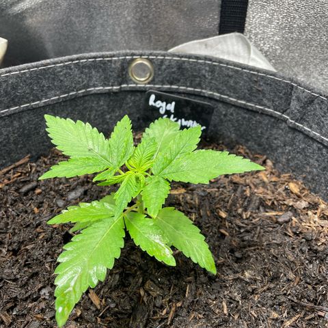 Royal Skywalker growlog timeline photo