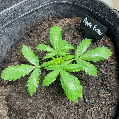Apple Fritter Auto growlog timeline photo