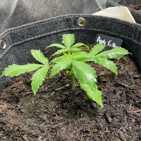Apple Fritter Auto growlog timeline photo