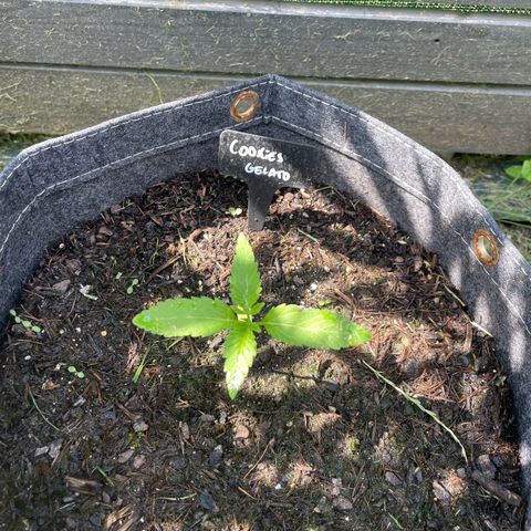 Cookies Gelato growlog timeline photo