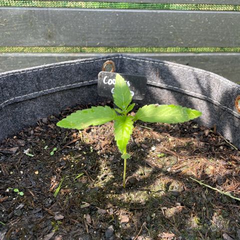 Cookies Gelato growlog timeline photo