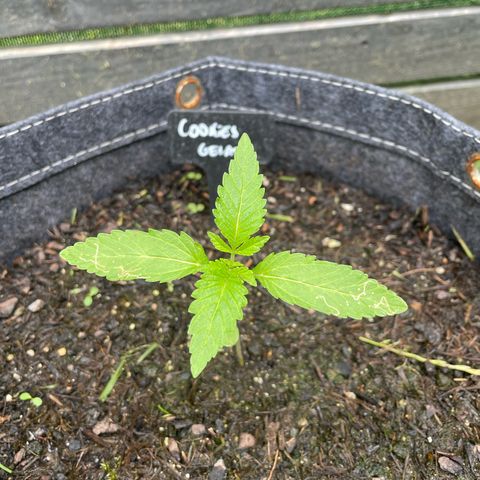 Cookies Gelato growlog timeline photo
