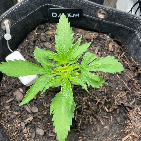 OG Kush growlog timeline photo