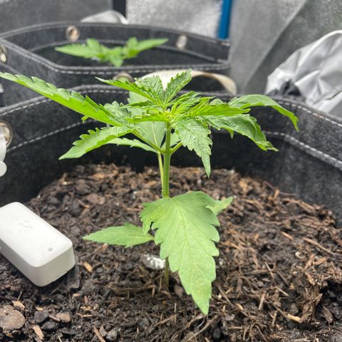 OG Kush growlog timeline photo
