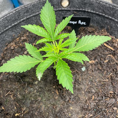 Grape Ape growlog timeline photo
