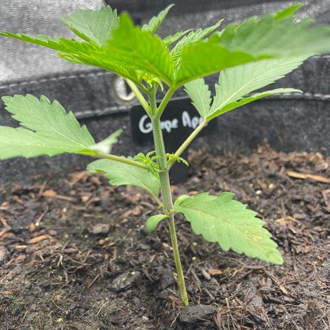 Grape Ape growlog timeline photo