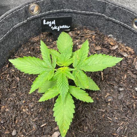 Royal Skywalker growlog timeline photo