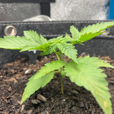 Royal Skywalker growlog timeline photo