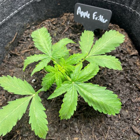 Apple Fritter Auto growlog timeline photo