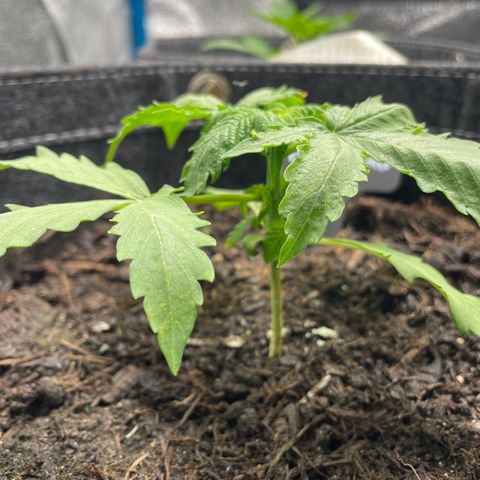 Apple Fritter Auto growlog timeline photo