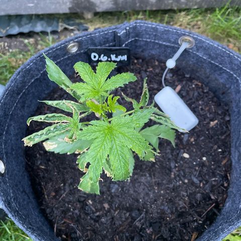 OG Kush growlog photo: Ainda bastante ressecada, mas crescendo. E agora tá com uma lesma nela