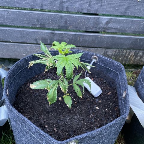 OG Kush growlog photo: Ainda bastante ressecada, mas crescendo. E agora tá com uma lesma nela