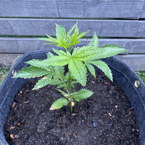 Grape Ape growlog photo: Menos ressecada de todas. A que mais cresceu até agora