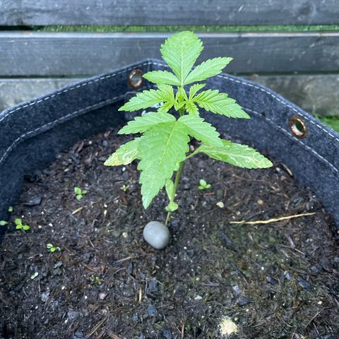 Cookies Gelato growlog timeline photo