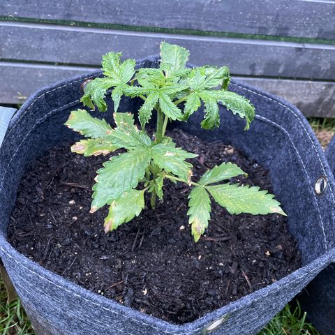 Apple Fritter Auto growlog photo: Ainda ressecada mas crescendo 