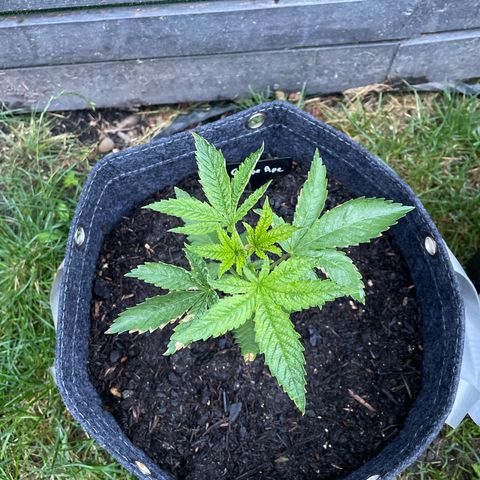 Grape Ape growlog photo: Menos ressecada de todas. A que mais cresceu até agora