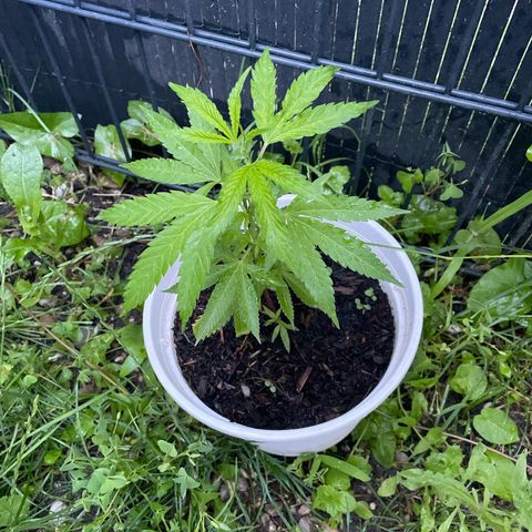 Special Queen clone growlog timeline photo
