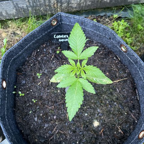 Cookies Gelato growlog timeline photo