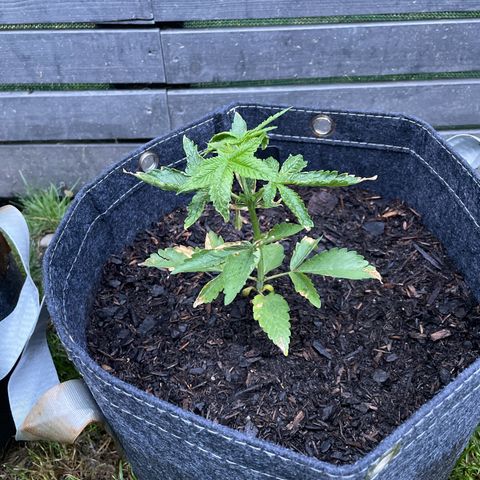 Royal Skywalker growlog photo: Ainda ressecada mas crescendo 