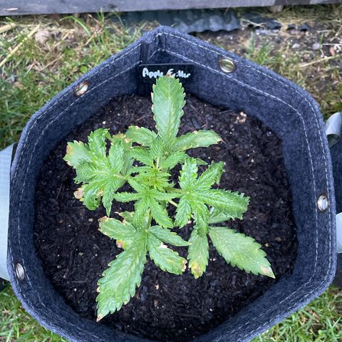 Apple Fritter Auto growlog photo: Ainda ressecada mas crescendo 