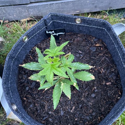 Royal Skywalker growlog photo: Ainda ressecada mas crescendo 