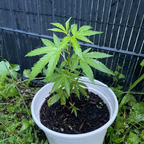 Special Queen clone growlog timeline photo