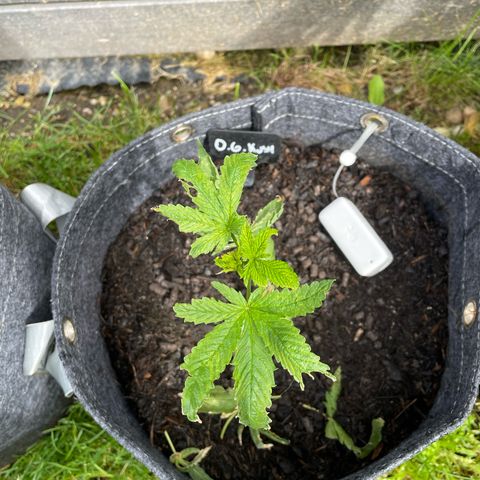 OG Kush growlog photo: Crescendo mas ainda bem baqueqda. Vai sobreviver