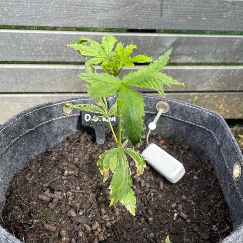OG Kush growlog photo: Crescendo mas ainda bem baqueqda. Vai sobreviver