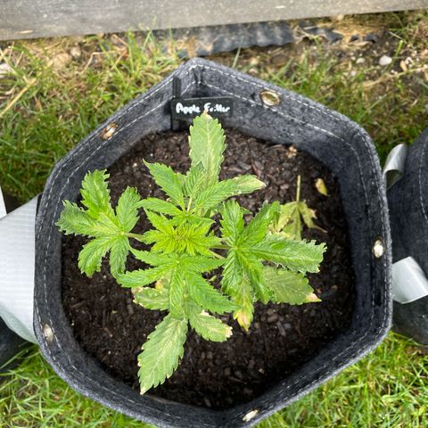 Apple Fritter Auto growlog timeline photo