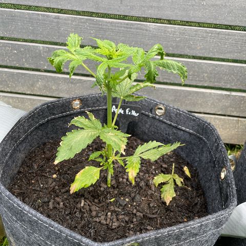 Apple Fritter Auto growlog timeline photo