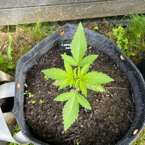 Cookies Gelato growlog timeline photo