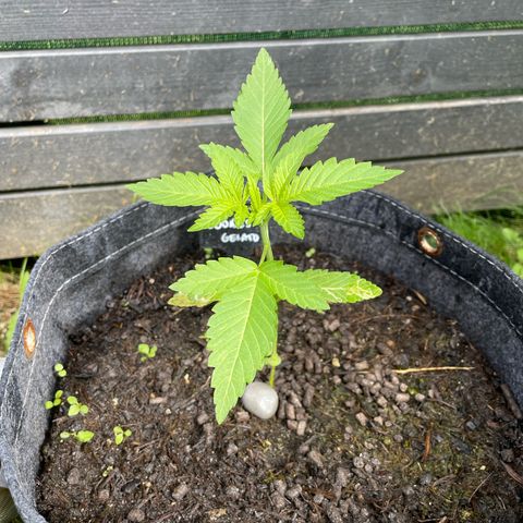 Cookies Gelato growlog timeline photo