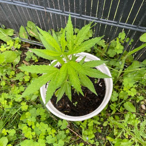 Special Queen clone growlog timeline photo