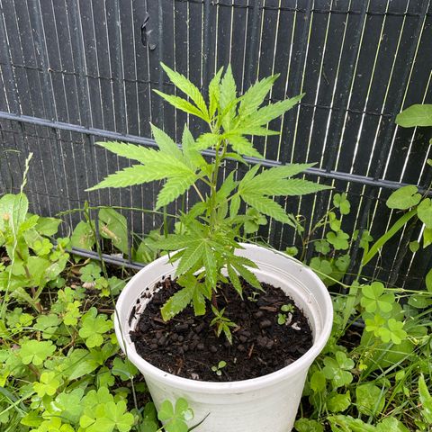Special Queen clone growlog timeline photo