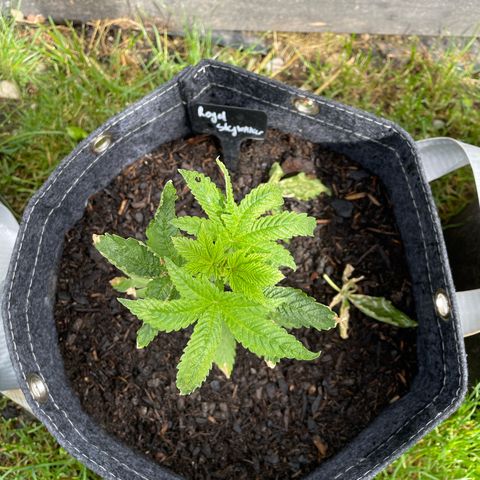 Royal Skywalker growlog timeline photo