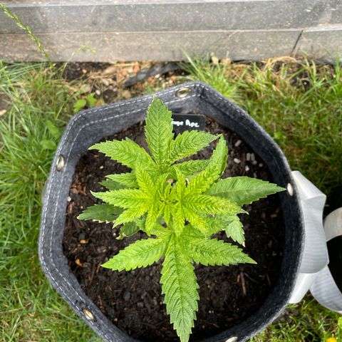 Grape Ape growlog timeline photo