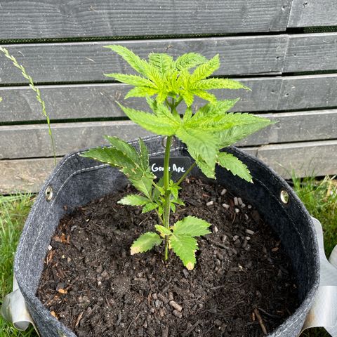 Grape Ape growlog timeline photo