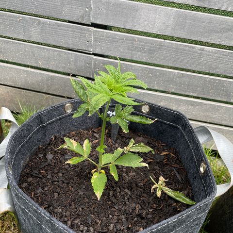 Royal Skywalker growlog timeline photo