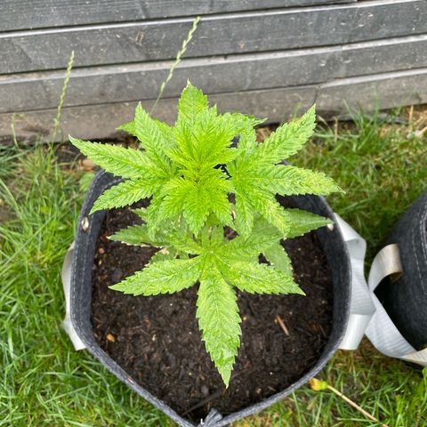 Grape Ape growlog timeline photo