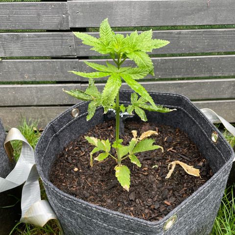 Royal Skywalker growlog timeline photo