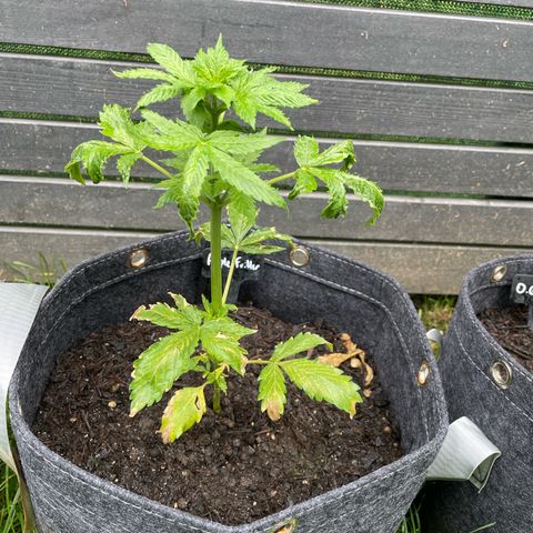 Apple Fritter Auto growlog timeline photo