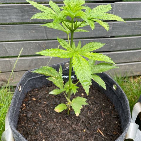 Grape Ape growlog timeline photo