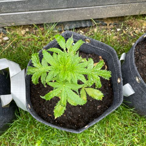 Apple Fritter Auto growlog timeline photo