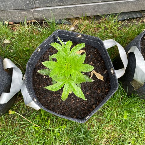 Royal Skywalker growlog timeline photo